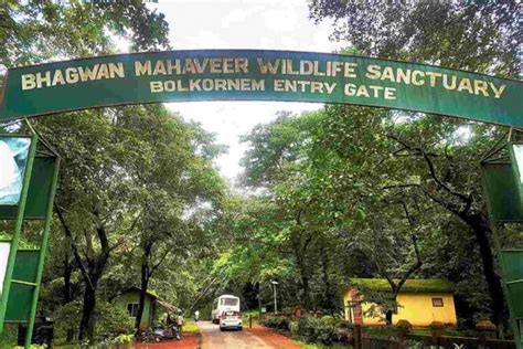 Dafeng Milu Nature Reserve Enchanting Wildlife Sanctuary For Endangered Deer!