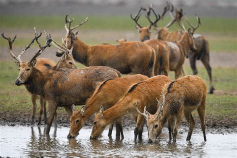 Dafeng Milu Nature Reserve Enchanting Wildlife Sanctuary For Endangered Deer!