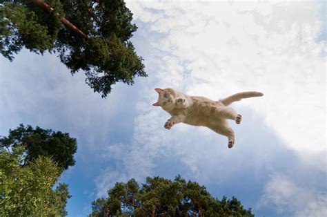 お送りさせていただきました、そして、それはまるで空を飛ぶ猫の夢のようでした。