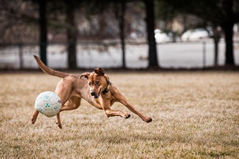 サッカー トップ: なぜ猫はサッカーボールを追いかけるのか？