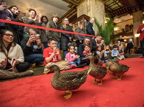 The Peabody Ducks: A Feathery Spectacle and Memphis History Lesson!