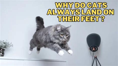 What Does a Quality Control Coach Do? And Why Do Cats Always Land on Their Feet?